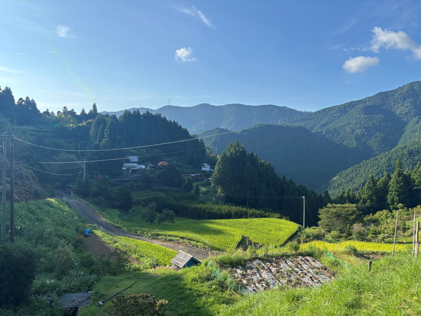 【日本のお茶】阿波晩茶の産地を訪ねて~前半~