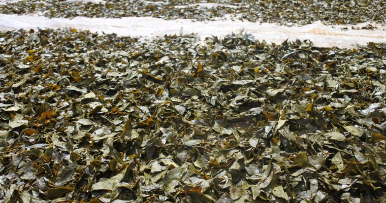 【日本のお茶】阿波晩茶の産地を訪ねて～後半～